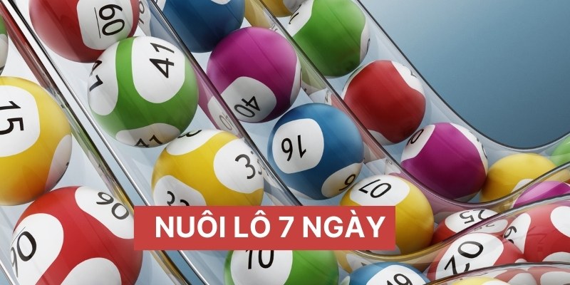 Nuôi lô 7 ngày